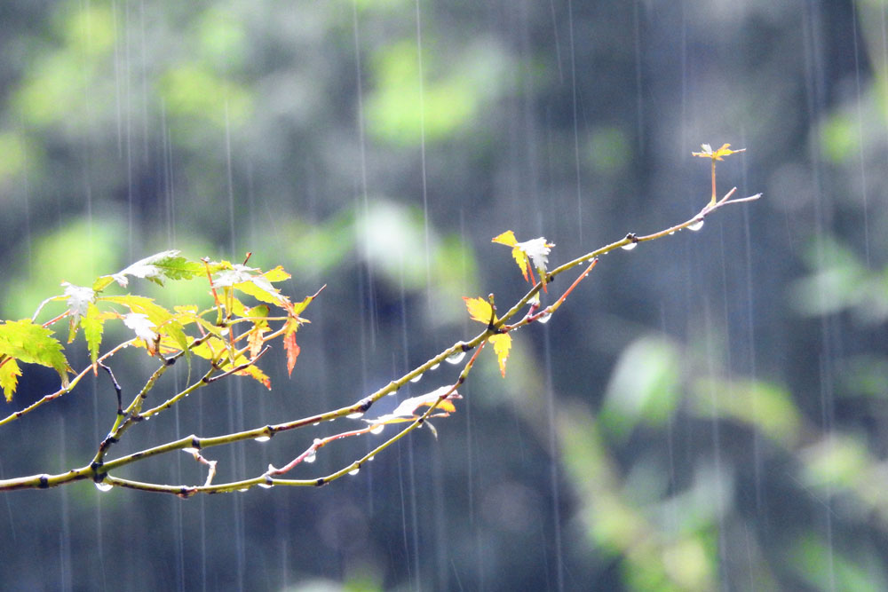 雨水.jpg 雨水.jpg